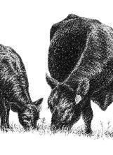 cowcalf