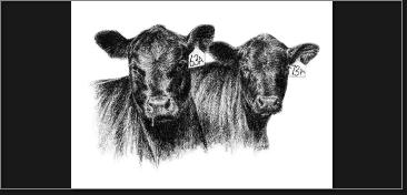 heiferhead
