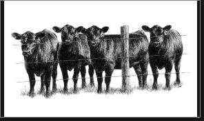 heifers